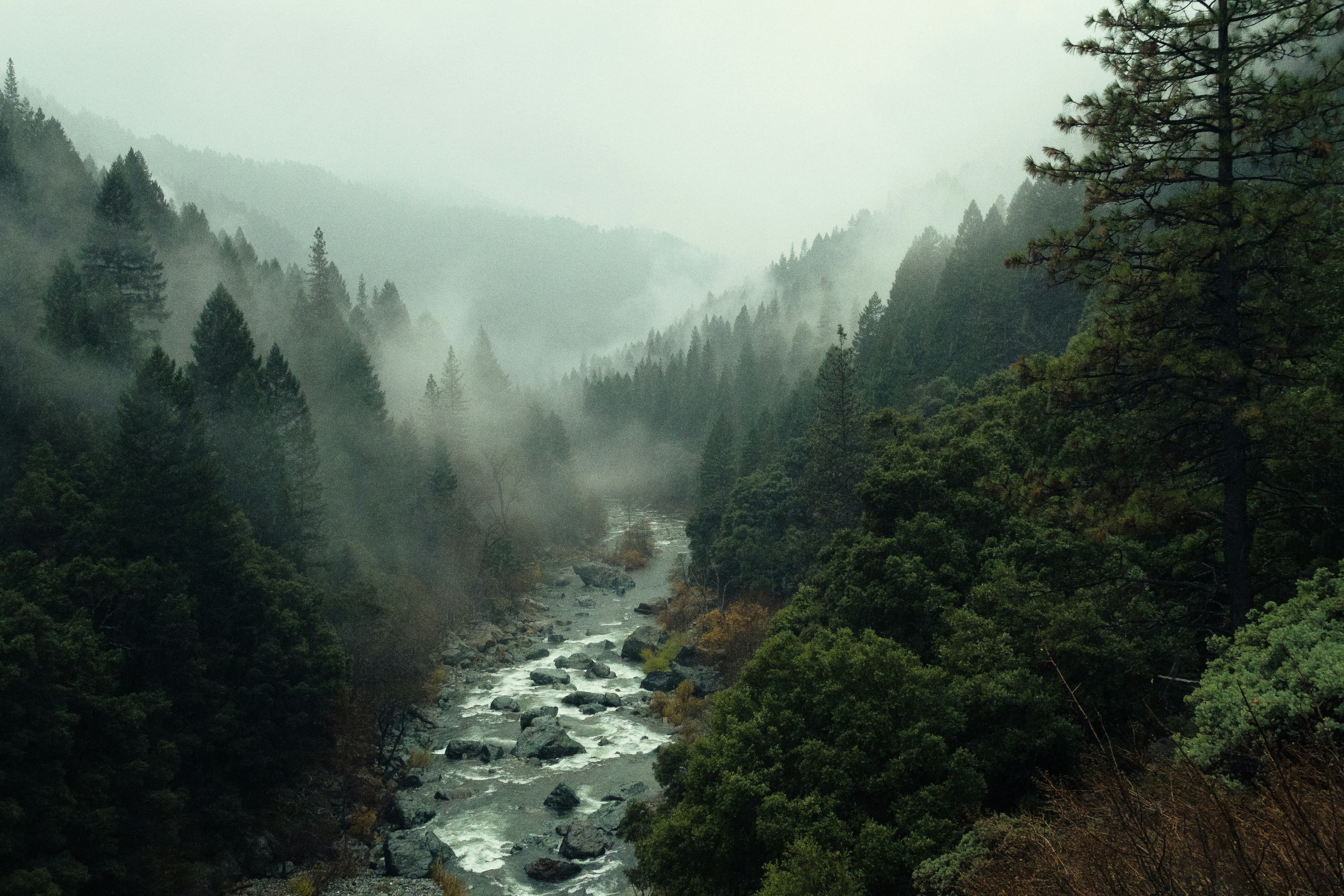 Foggy forest path — navigating complexity in large-scale programs